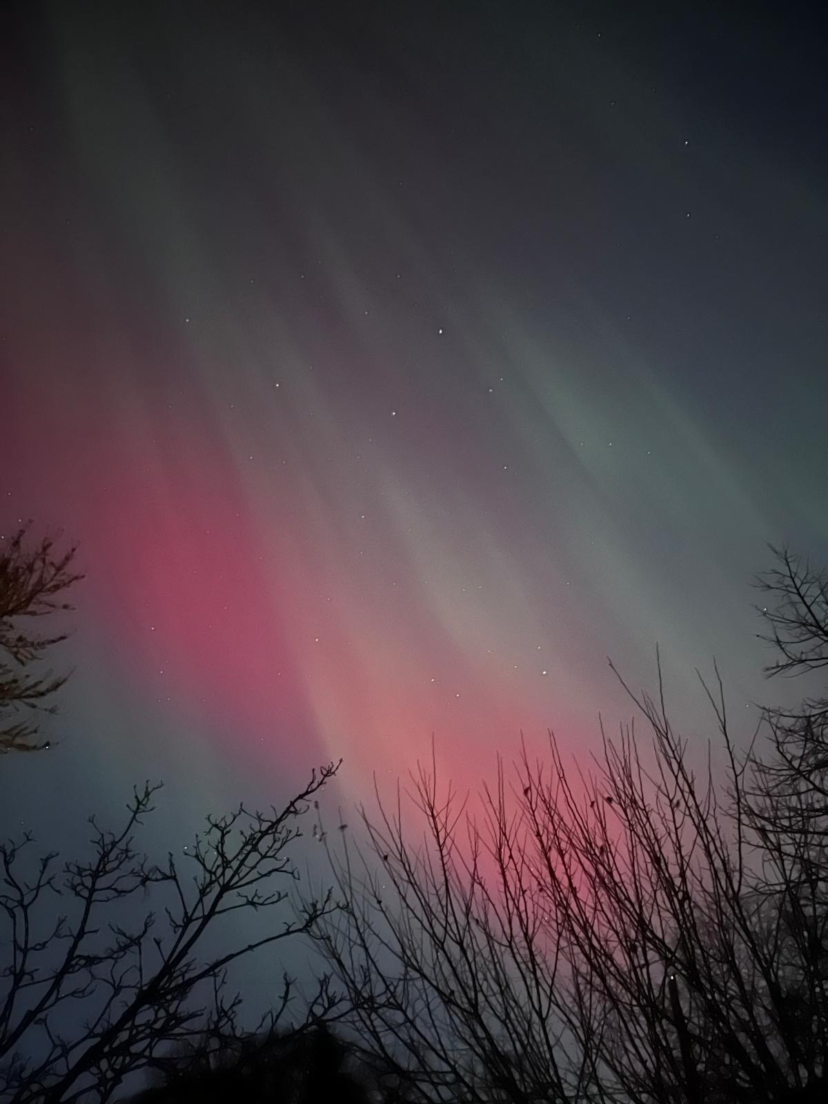 A view of the northern lights, or aurora borealis, from Minneapolis, USA. In the foreground at the bottom of the image are tree branches, with no leaves, in silhouette. Above this in the sky is a broad streak of pink light. Above that are streaks of green light.